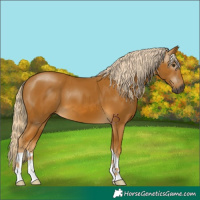 Horse Color:Gray Palomino 