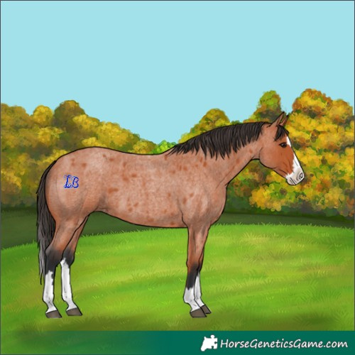 Horse Color:Unknown 