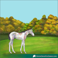 Horse Color:Nacre Brown Onyx Sabino Tobiano Rabicano 