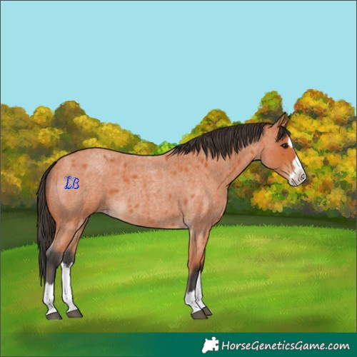 Horse Color:Bay Roan Splash 
