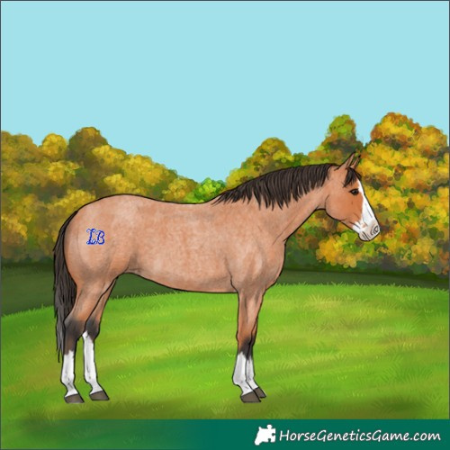 Horse Color:Bay Roan Splash 