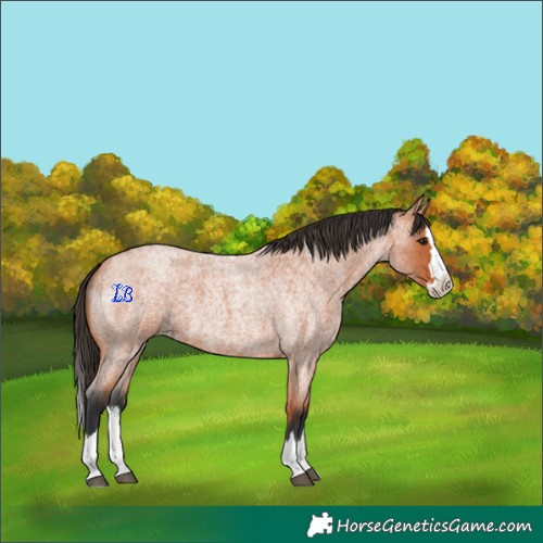Horse Color:Unknown 