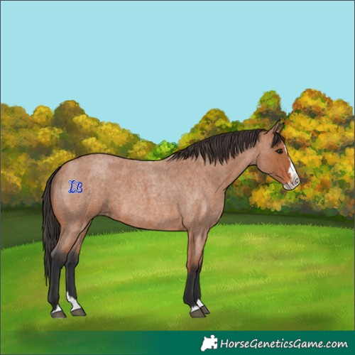 Horse Color:Bay Roan Splash 