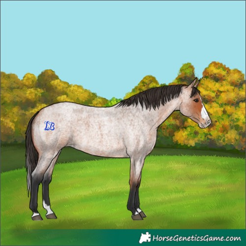 Horse Color:Bay Roan Splash