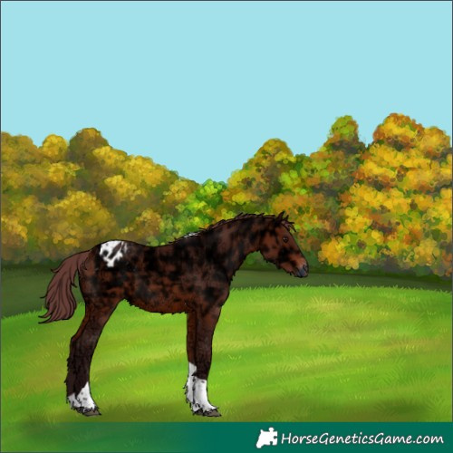 Horse Color:Chocolate Bay Ice Tobiano Appaloosa 