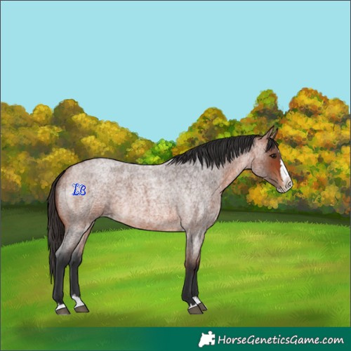 Horse Color:Bay Roan Splash 