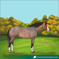 Horse Color:Bay Roan Splash