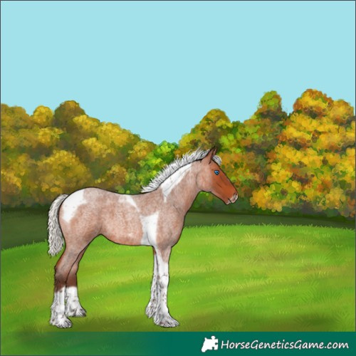 Horse Color:Silver Bay Roan Tobiano Frame 