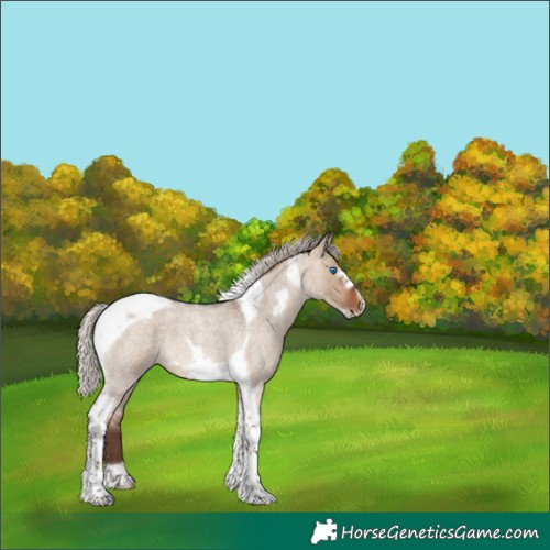Horse Color:Silver Brown Roan Dun Tobiano Frame 