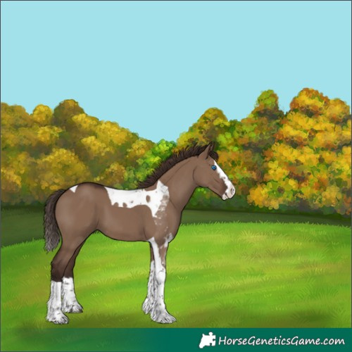 Horse Color:Liver Red Dun Splash Tobiano 