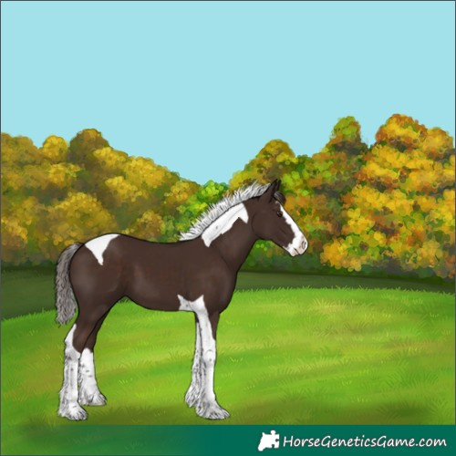 Horse Color:Liver Chestnut Splash Tobiano 