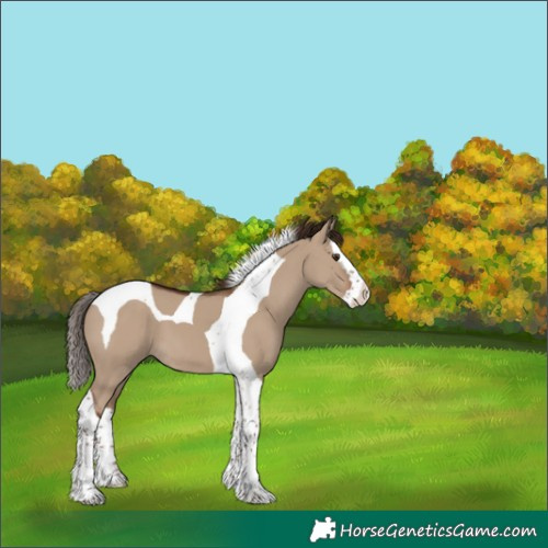 Horse Color:Liver Red Dun Splash Tobiano 