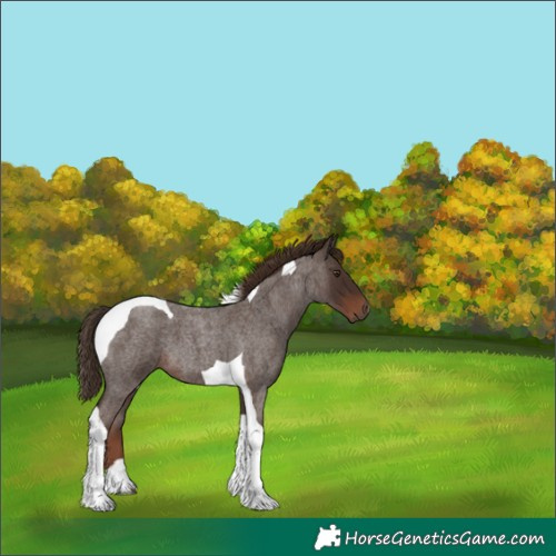 Horse Color:Liver Red Roan Tobiano
