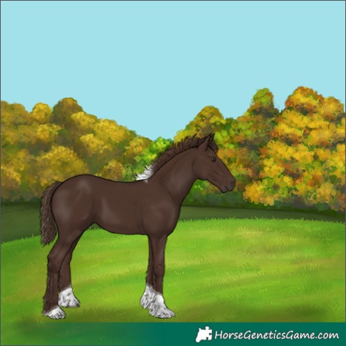 Horse Color:Liver Chestnut Tobiano