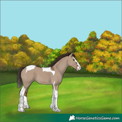 Horse Color:Liver Red Dun Splash Tobiano 