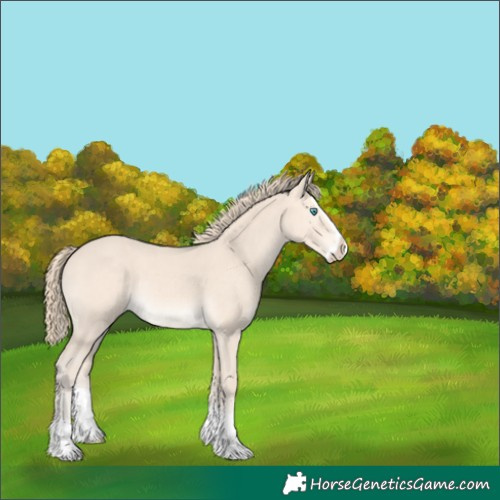 Horse Color:Perlino Splash