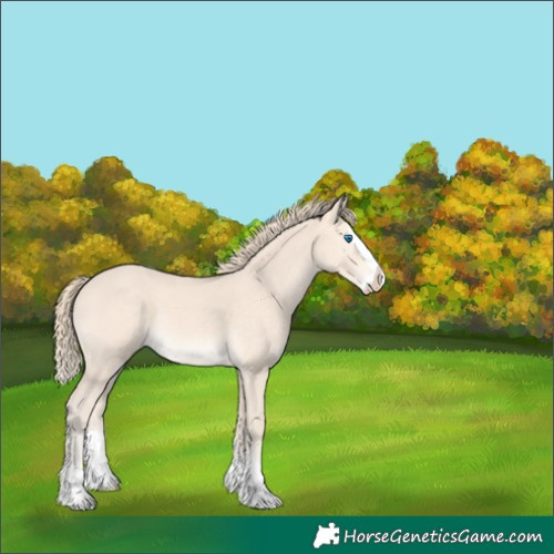 Horse Color:Perlino Splash