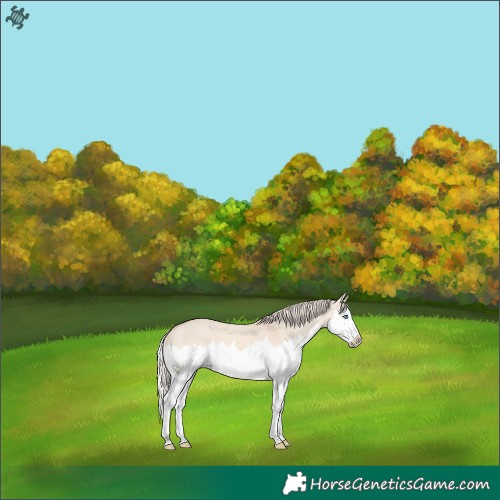 Horse Color:Cremello Dun Splash 