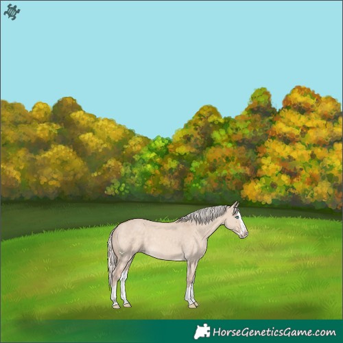Horse Color:Cremello Dun Splash 