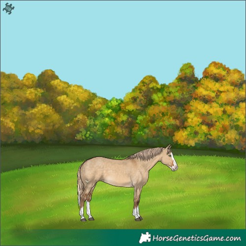 Horse Color:Chocolate Palomino Dun Splash
