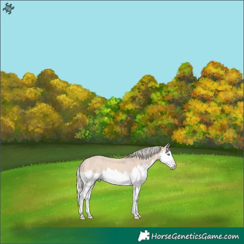 Horse Color:Cremello Dun Splash
