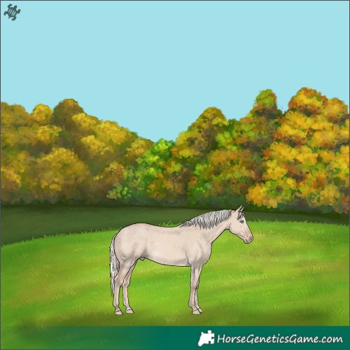Horse Color:Cremello Dun 