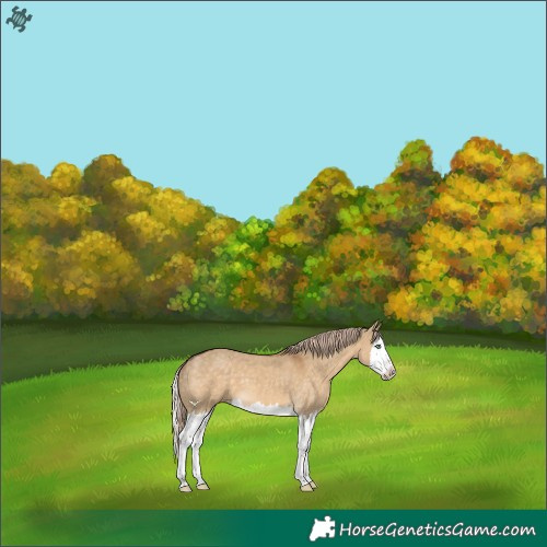 Horse Color:Chocolate Palomino Dun Splash 