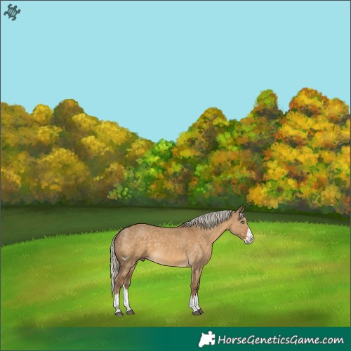 Horse Color:Chocolate Palomino Dun Splash 