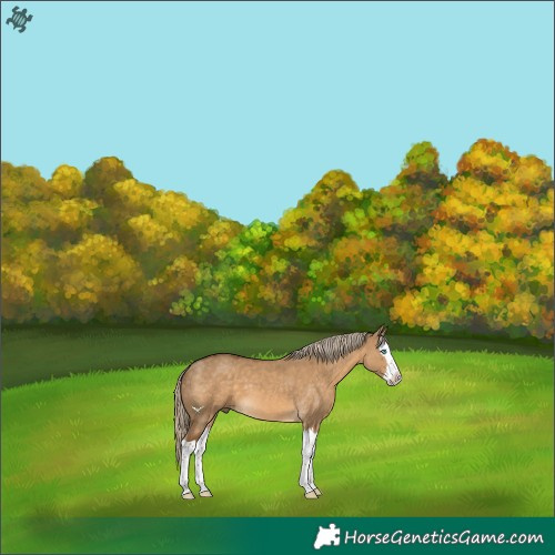 Horse Color:Chocolate Palomino Dun Splash