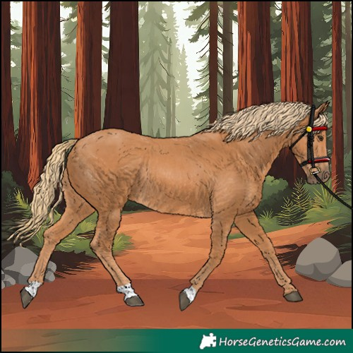 Horse Color:Chestnut Rabicano 