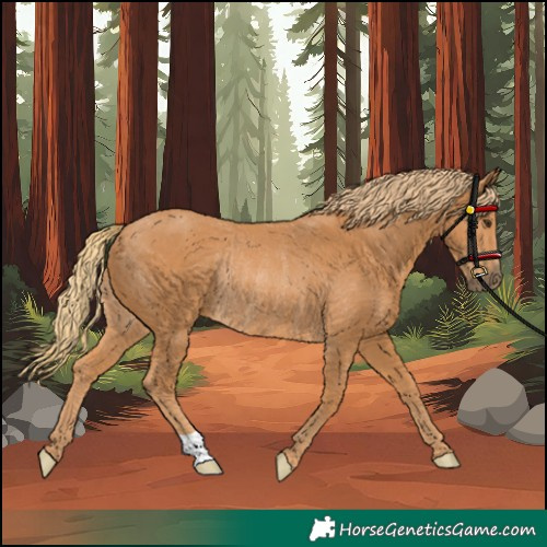 Horse Color:Chestnut Rabicano 