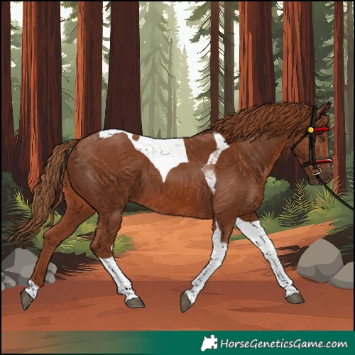 Horse Color:Chestnut Tobiano 