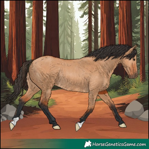 Horse Color:Bay Dun Rabicano 