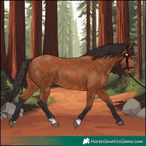 Horse Color:Bay Rabicano 