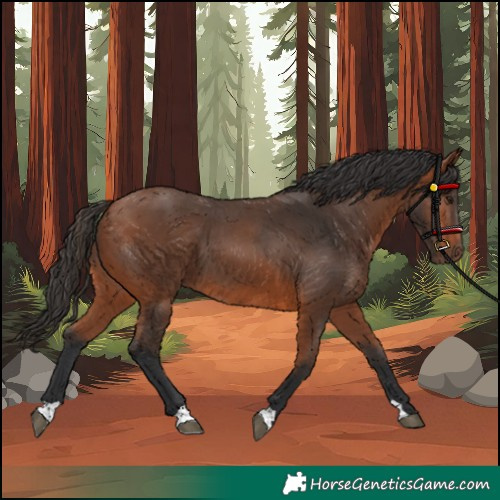 Horse Color:Bay 