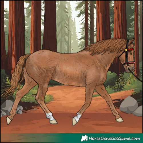 Horse Color:Chestnut Rabicano 