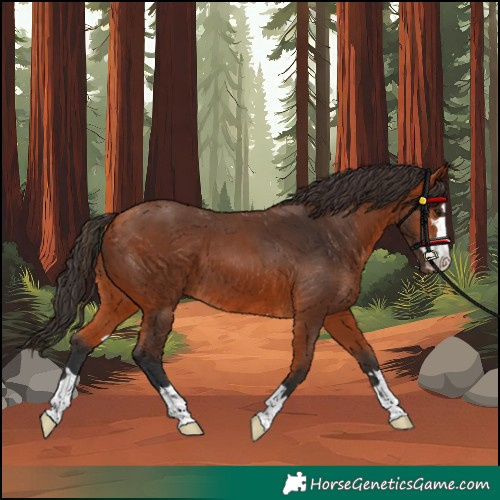 Horse Color:Bay 