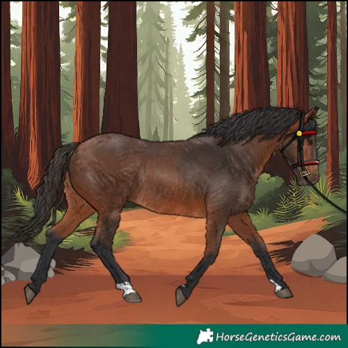 Horse Color:Bay Rabicano 