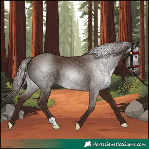 Horse Color:Gray Chestnut 