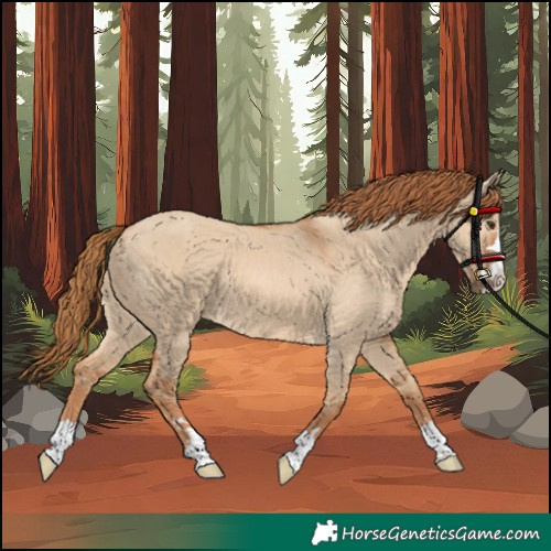 Horse Color:Red Dun 