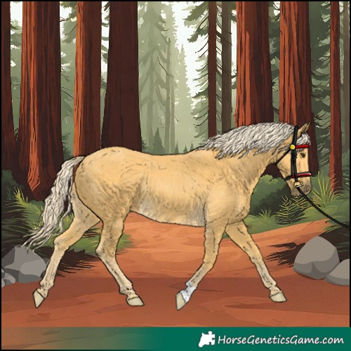 Horse Color:Palomino Rabicano 