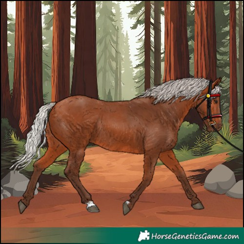 Horse Color:Silver Bay Rabicano 