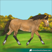 Horse Color:Buckskin 