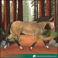 Horse Color:Buckskin 