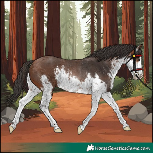 Horse Color:White Spotted Bay Rabicano 
