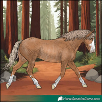 Horse Color:Chestnut Rabicano 