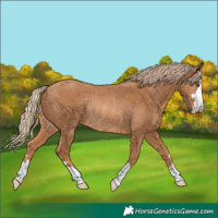 Horse Color:Chestnut Rabicano
