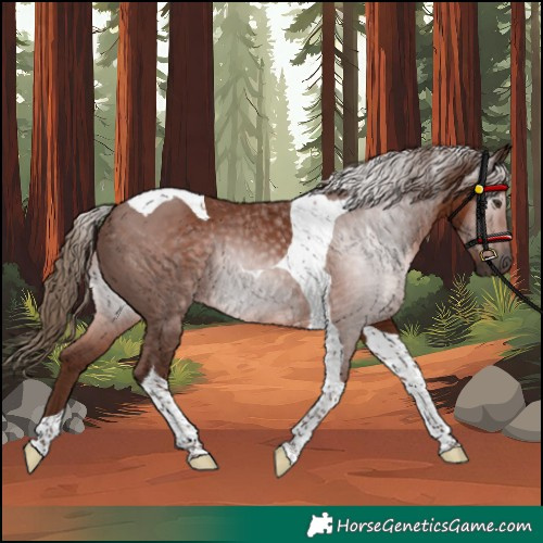 Horse Color:Gray Chestnut Tobiano Rabicano 