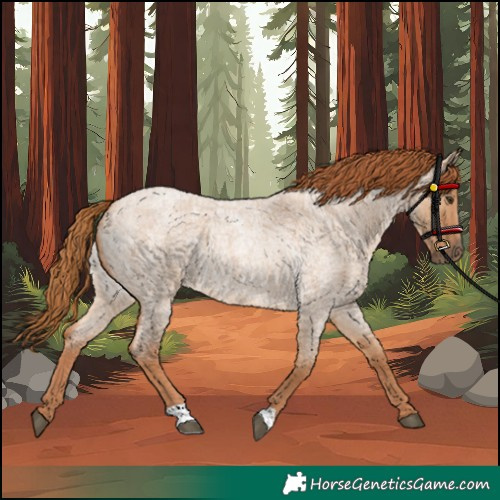 Horse Color:Red Dun Roan Rabicano 