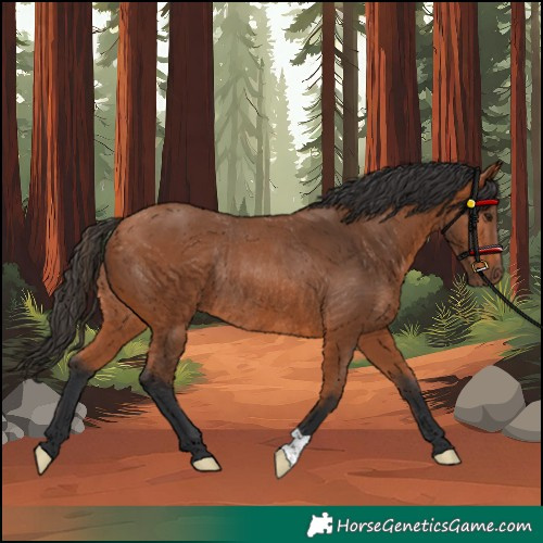 Horse Color:Bay Rabicano 